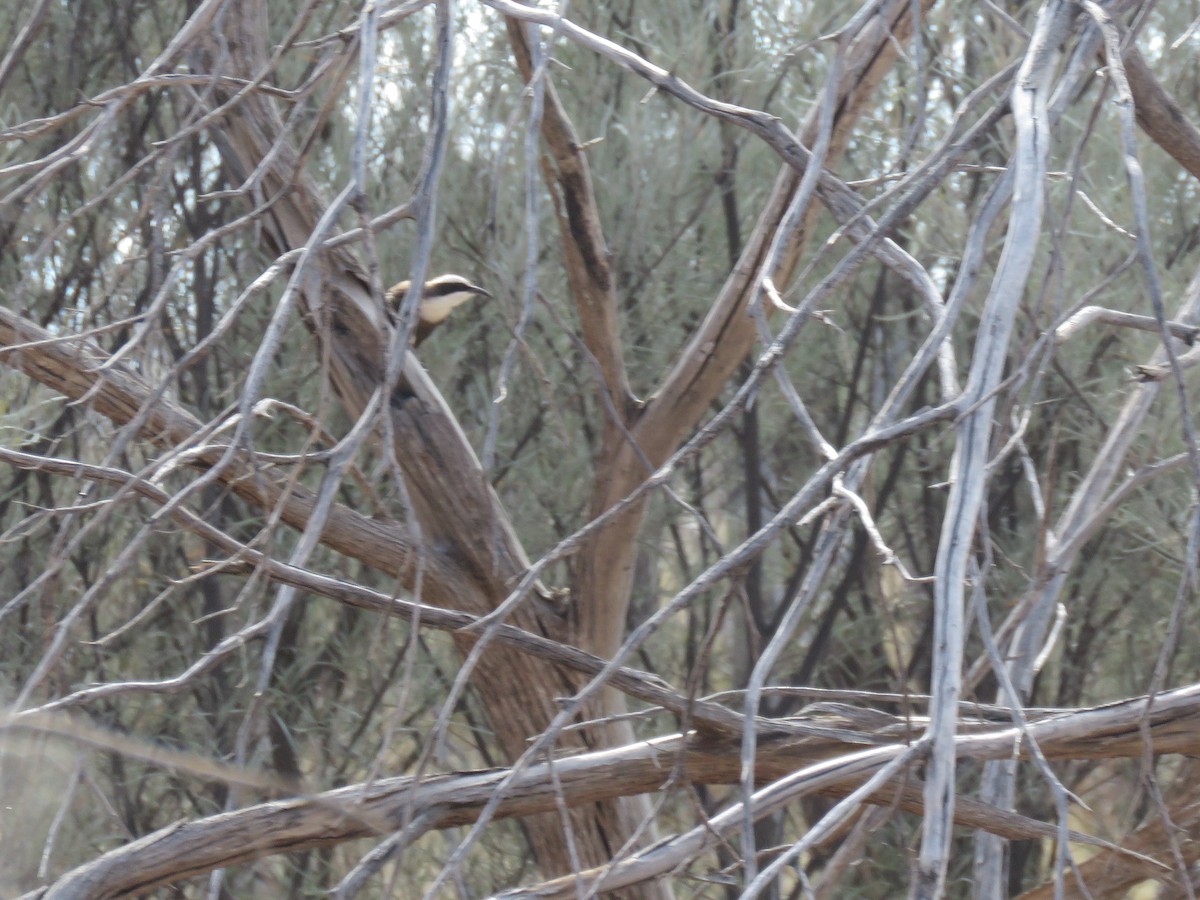 Hall's Babbler - Karen Rose