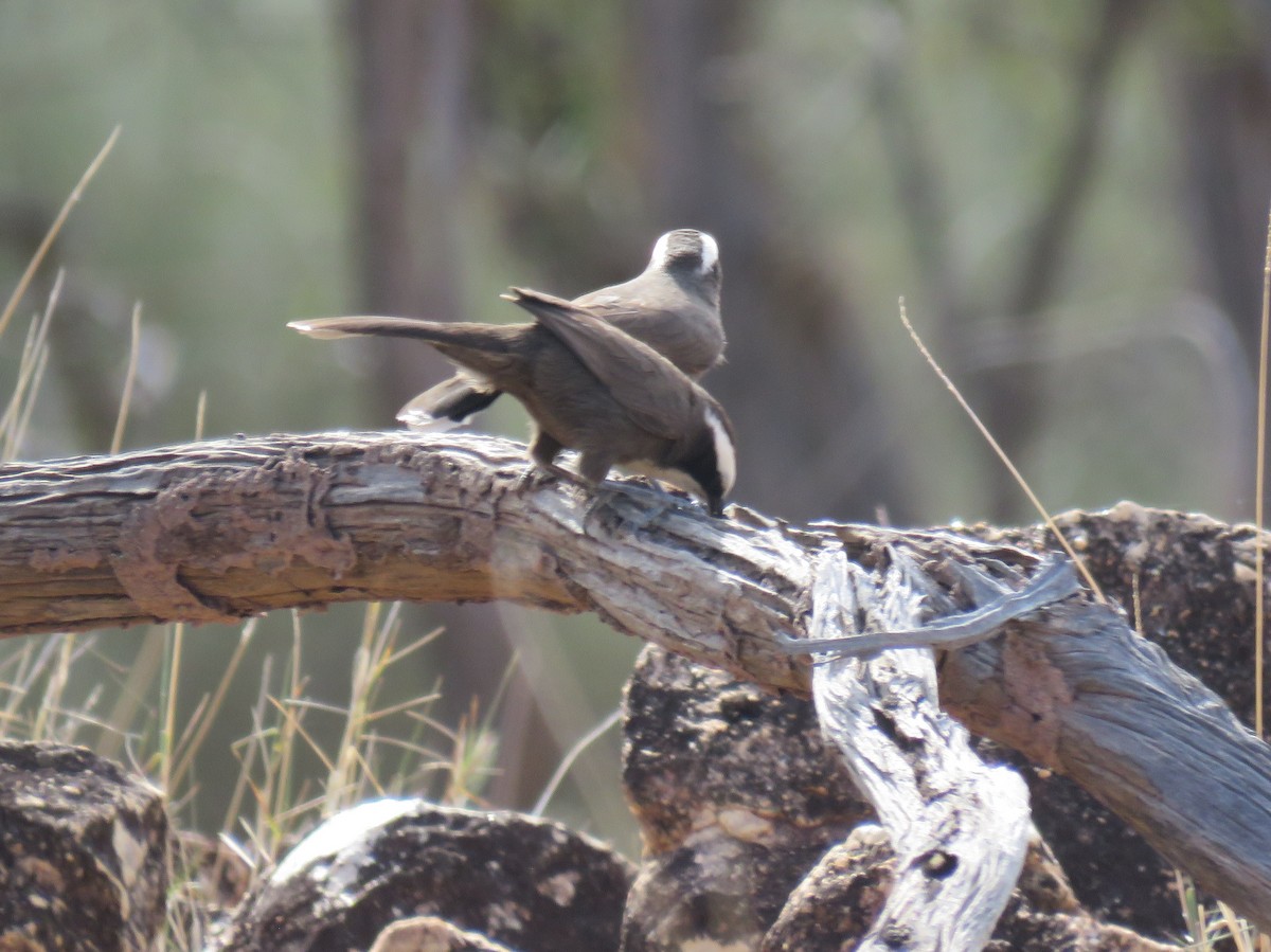 Hall's Babbler - Karen Rose