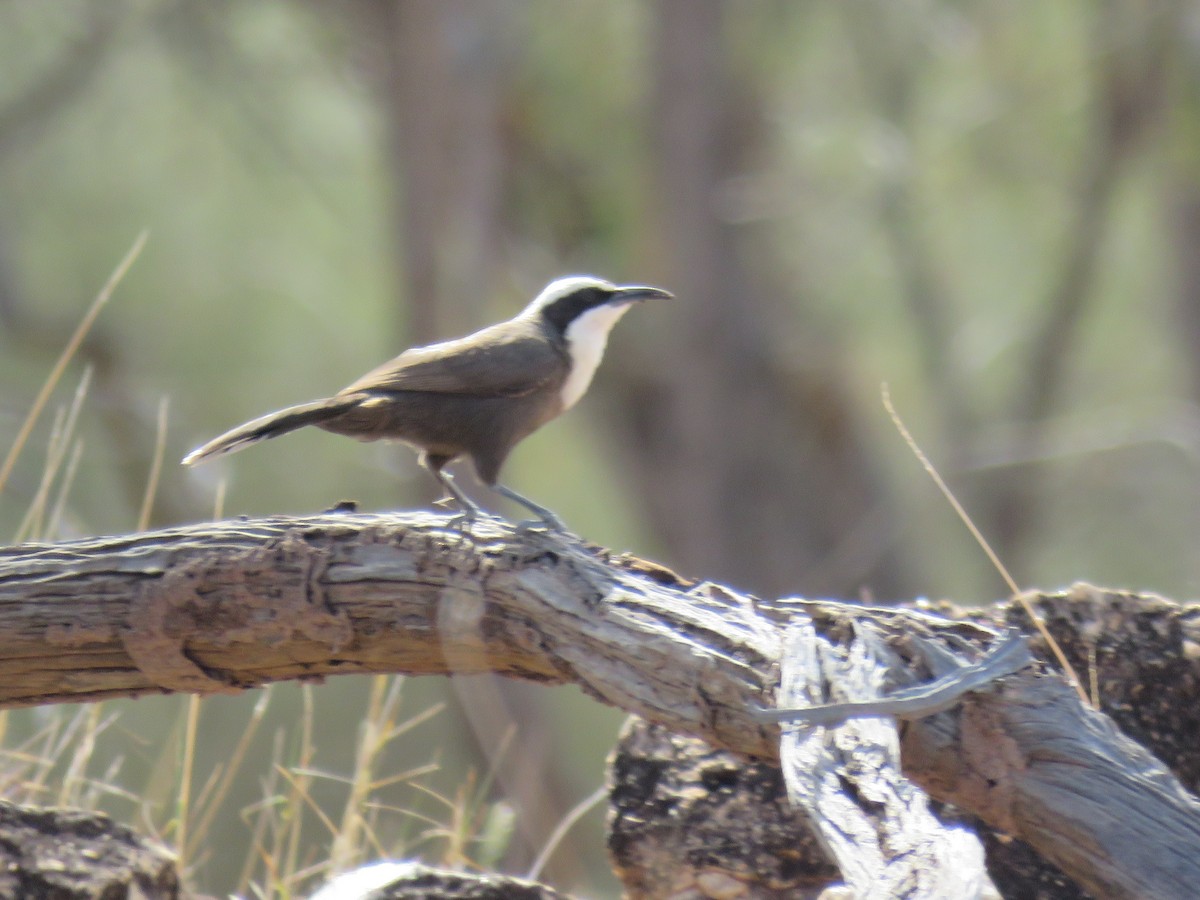 Hall's Babbler - ML605524031