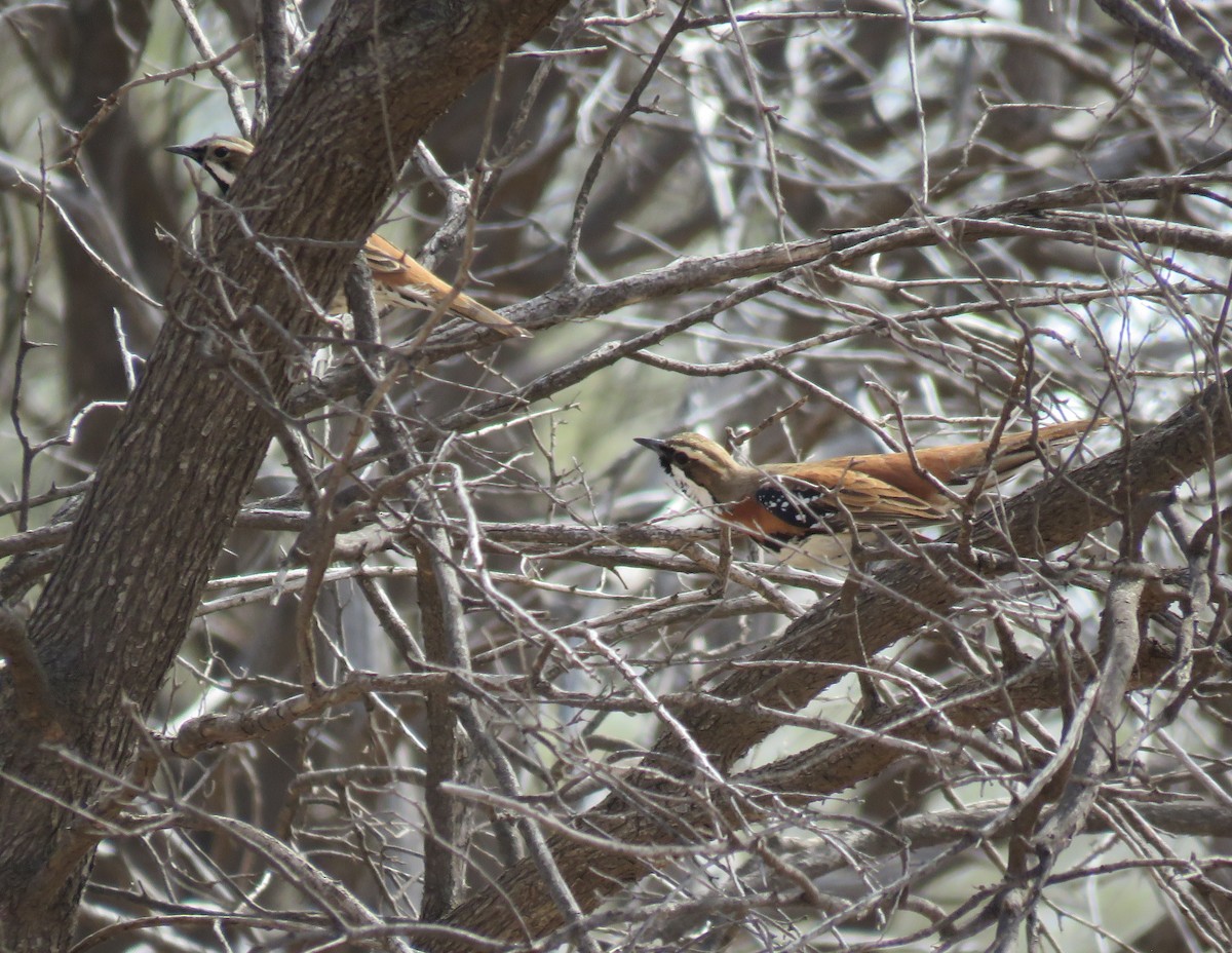 Chestnut-breasted Quail-thrush - Karen Rose