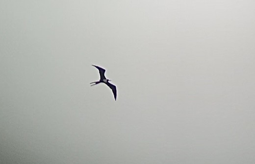 Magnificent Frigatebird - ML605524491