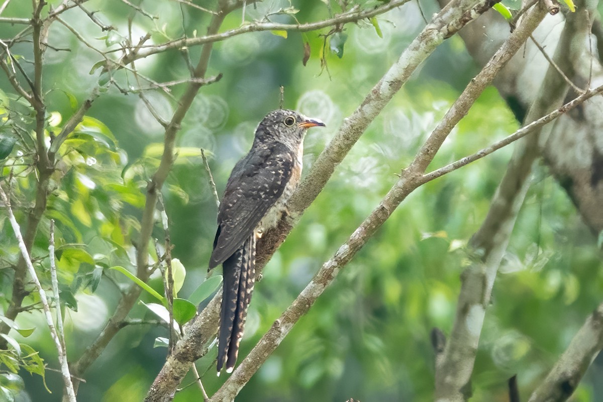 Brush Cuckoo (Sunda) - ML605525751