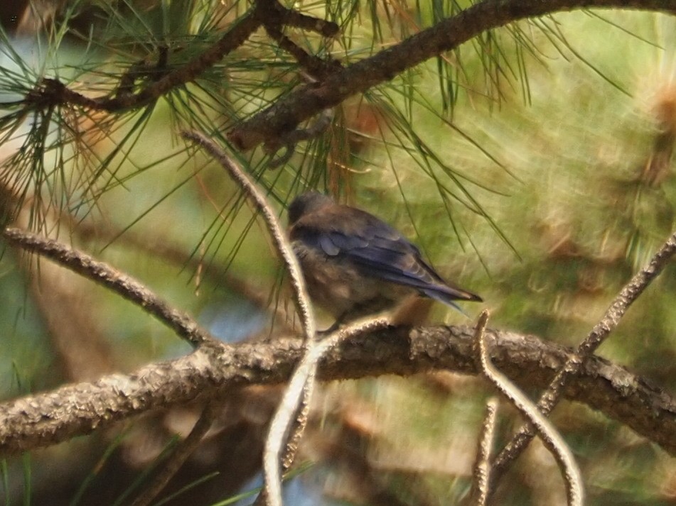 Blaukehl-Hüttensänger - ML605525821