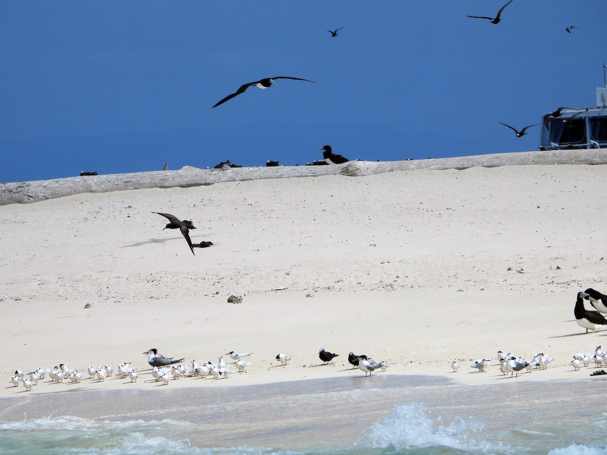 Roseate Tern - ML605526241