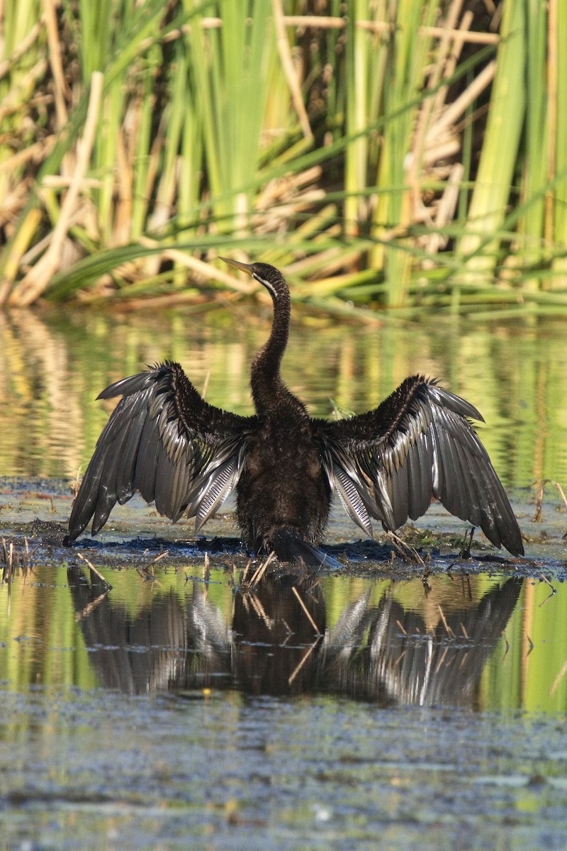 Austral-Schlangenhalsvogel - ML605526281