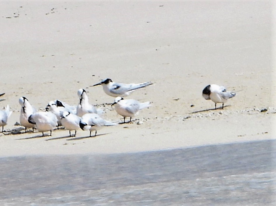 Roseate Tern - ML605526351