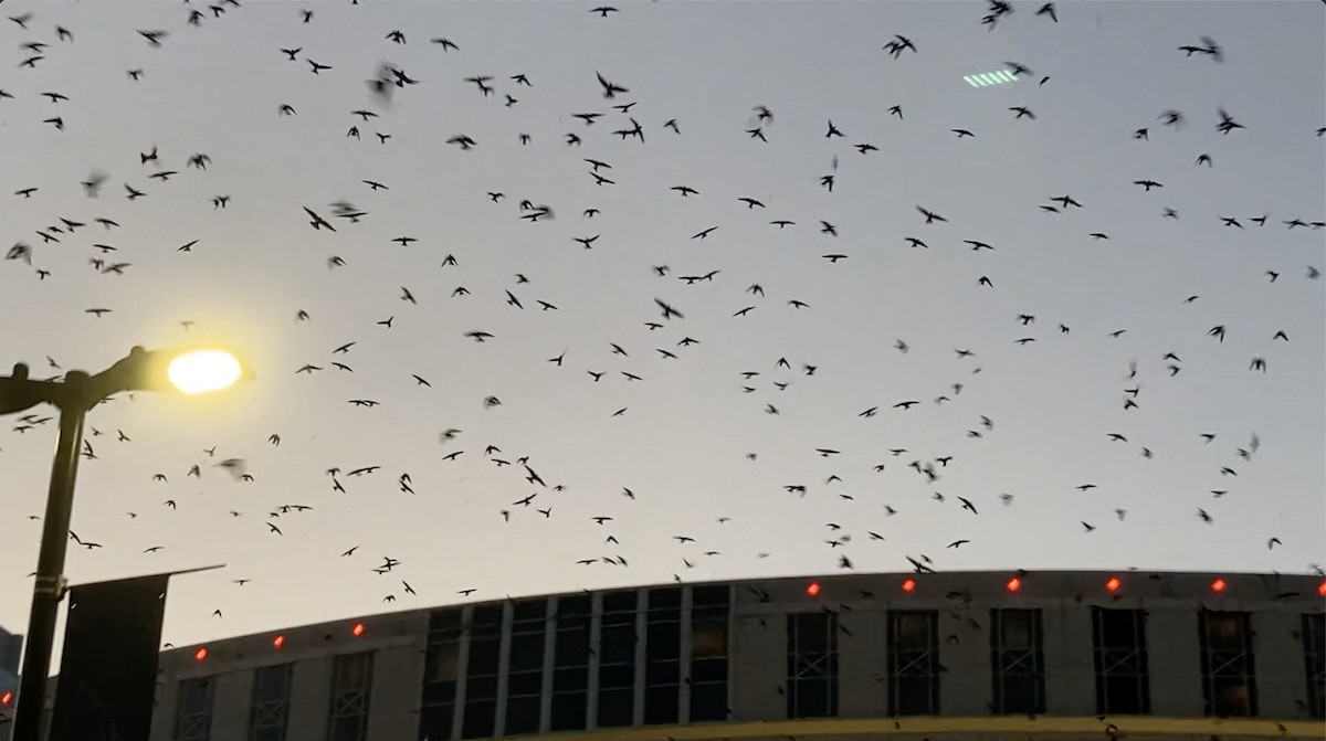 Purple Martin - ML605526881