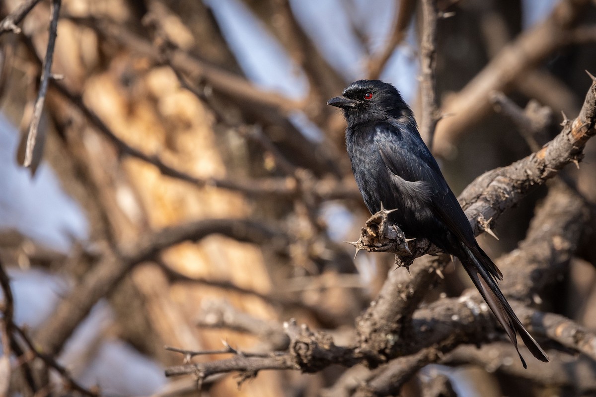 Fork-tailed Drongo - ML605527041