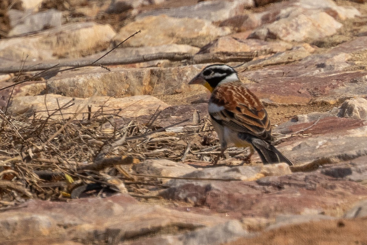 Golden-breasted Bunting - ML605527051