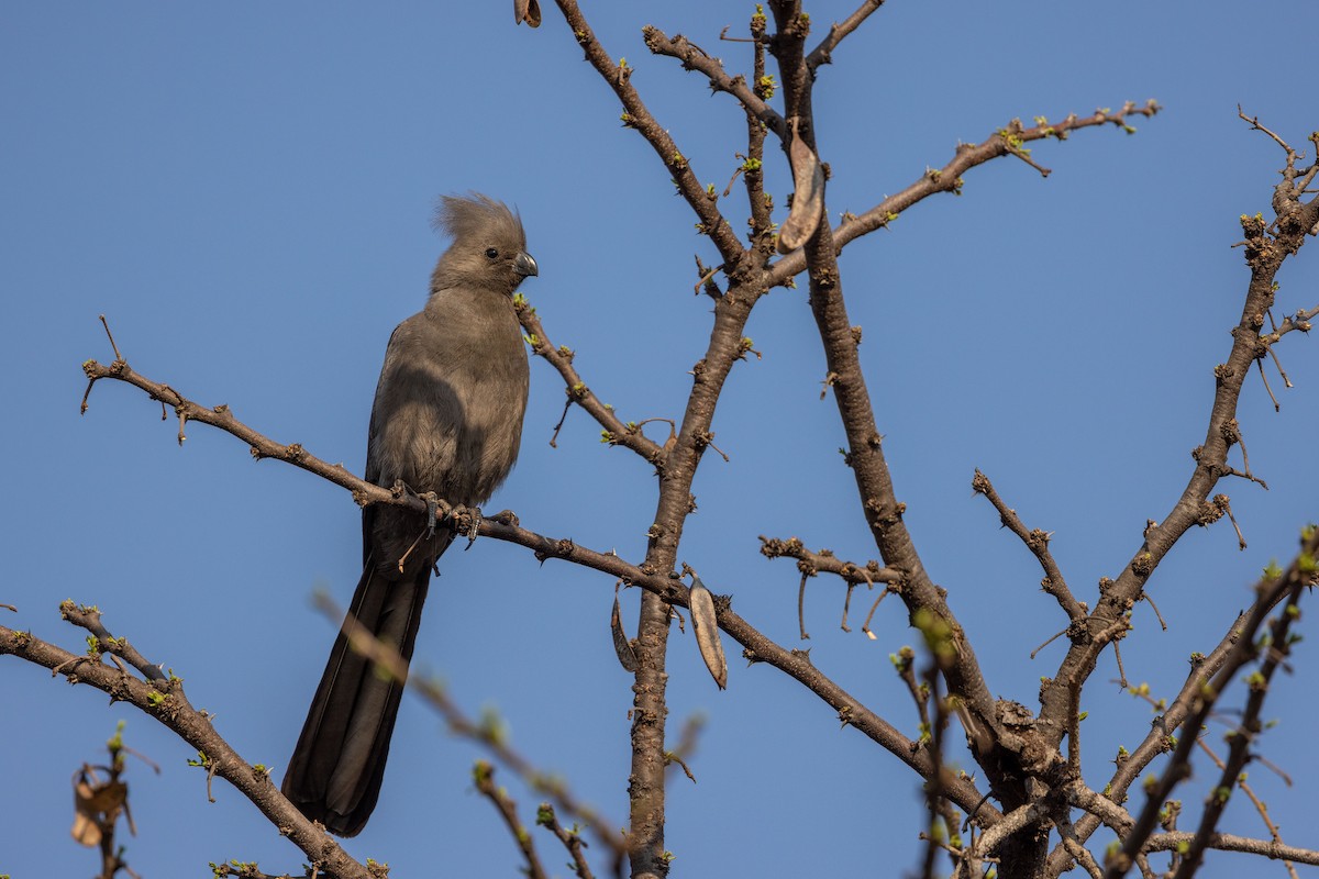 Gray Go-away-bird - ML605527081