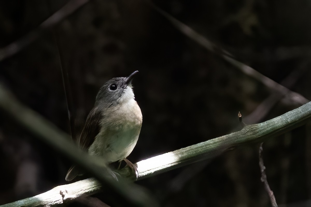Fulvous-chested Jungle Flycatcher - ML605527091