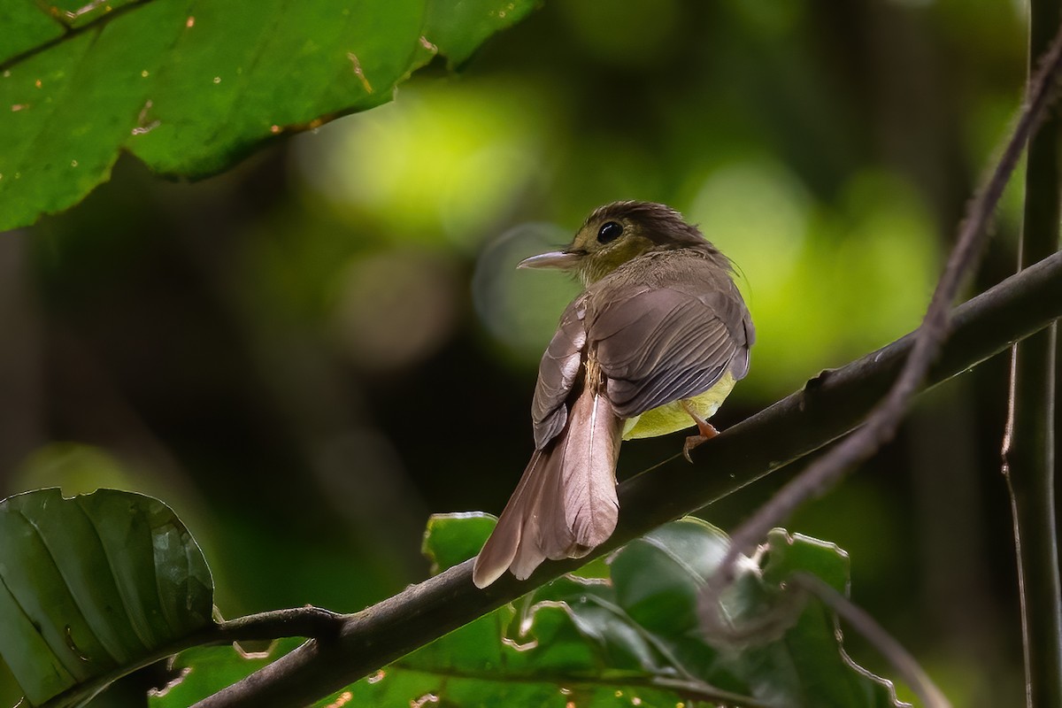 Hairy-backed Bulbul - ML605527101