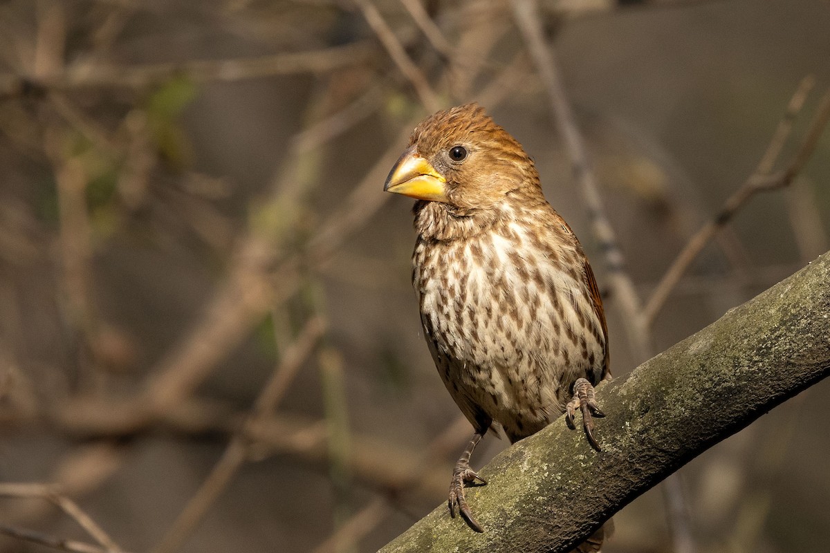 Grosbeak Weaver - ML605527111