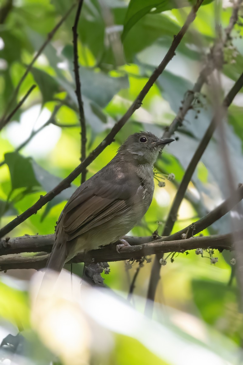 Spectacled Bulbul - ML605527151