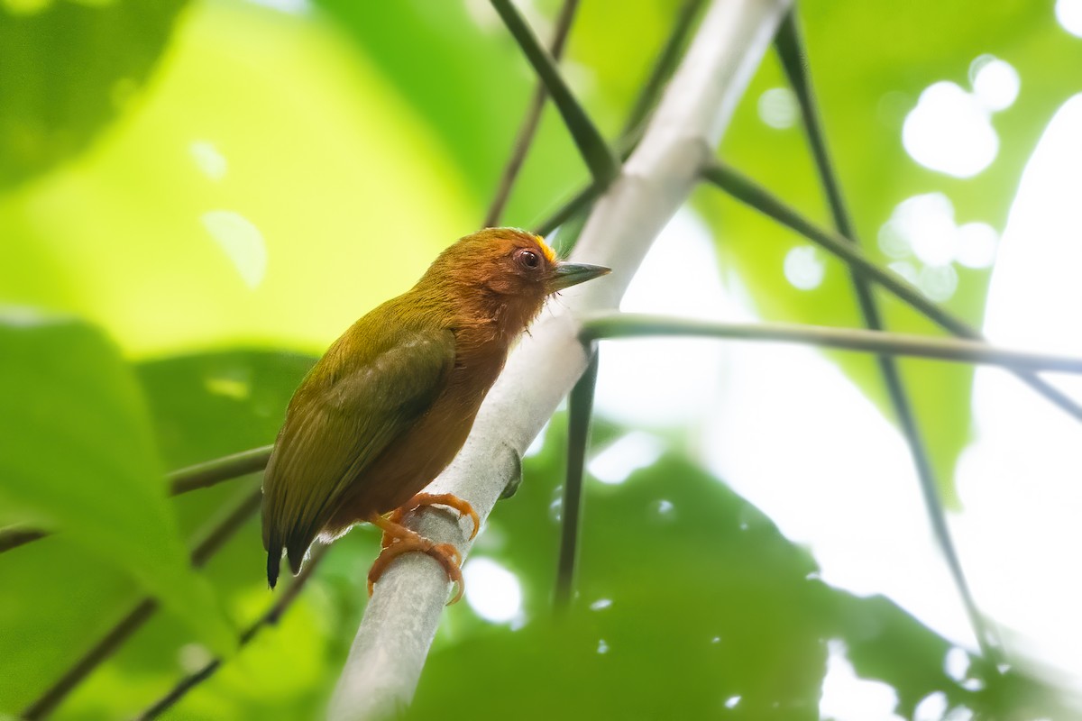 Rufous Piculet - ML605527211