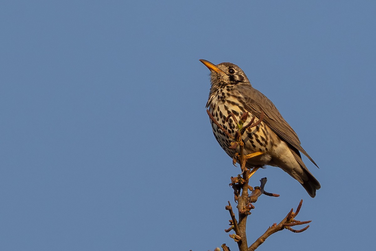 Groundscraper Thrush - ML605527241