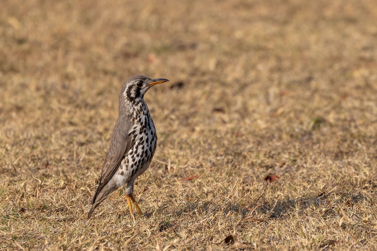 Groundscraper Thrush - ML605527251