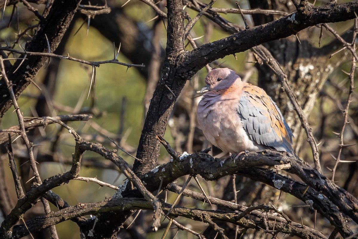 Laughing Dove - ML605527301