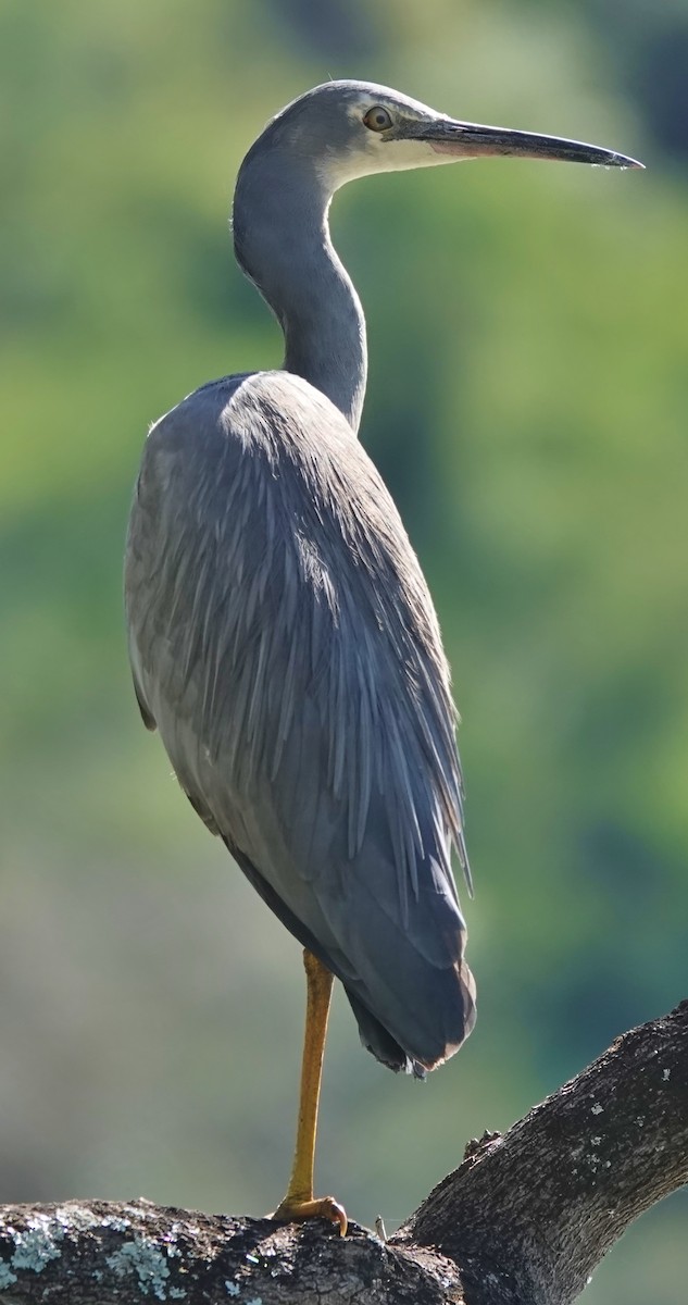 White-faced Heron - ML605527411