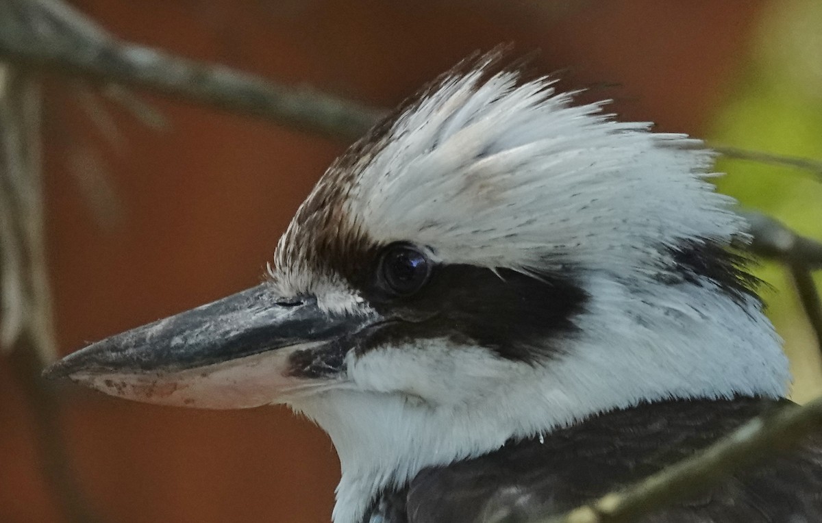 Laughing Kookaburra - ML605527431