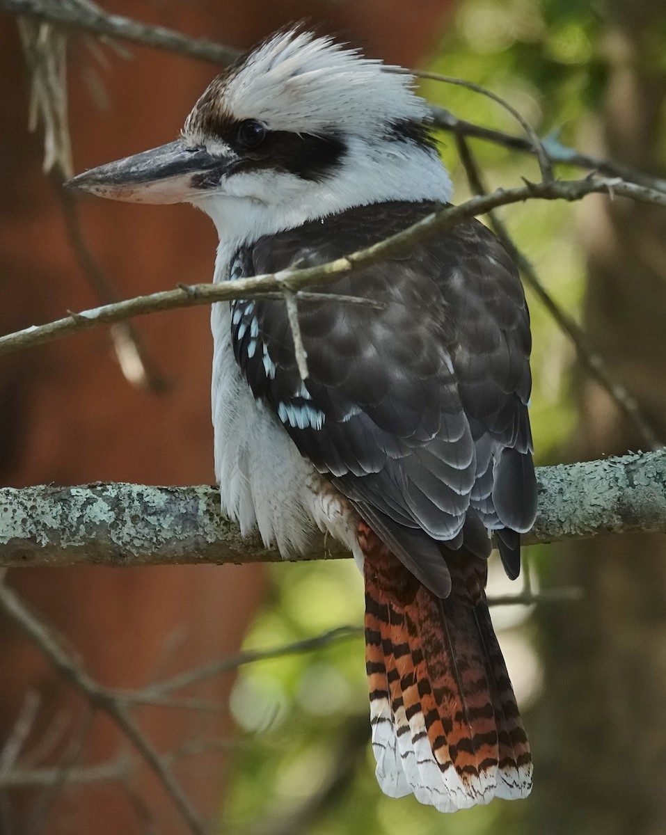 Martin-chasseur géant - ML605527441