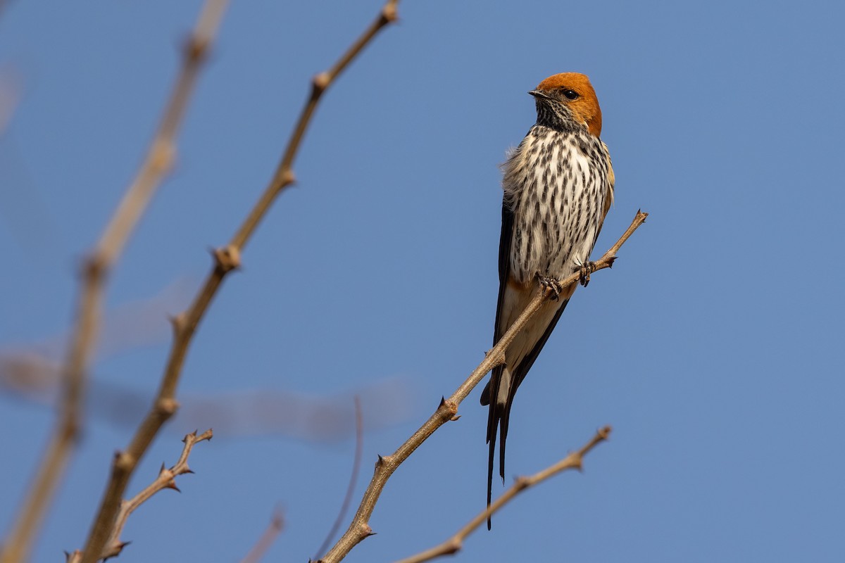 Lesser Striped Swallow - ML605527451