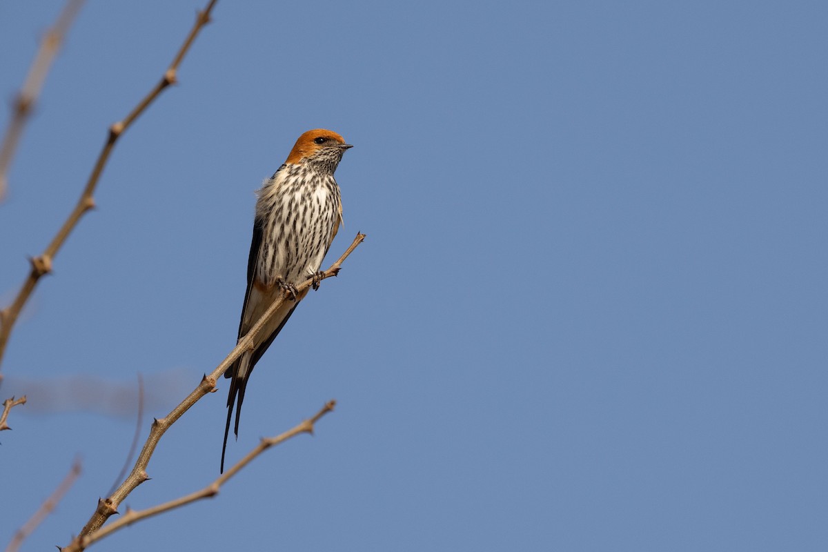 Golondrina Abisinia - ML605527461