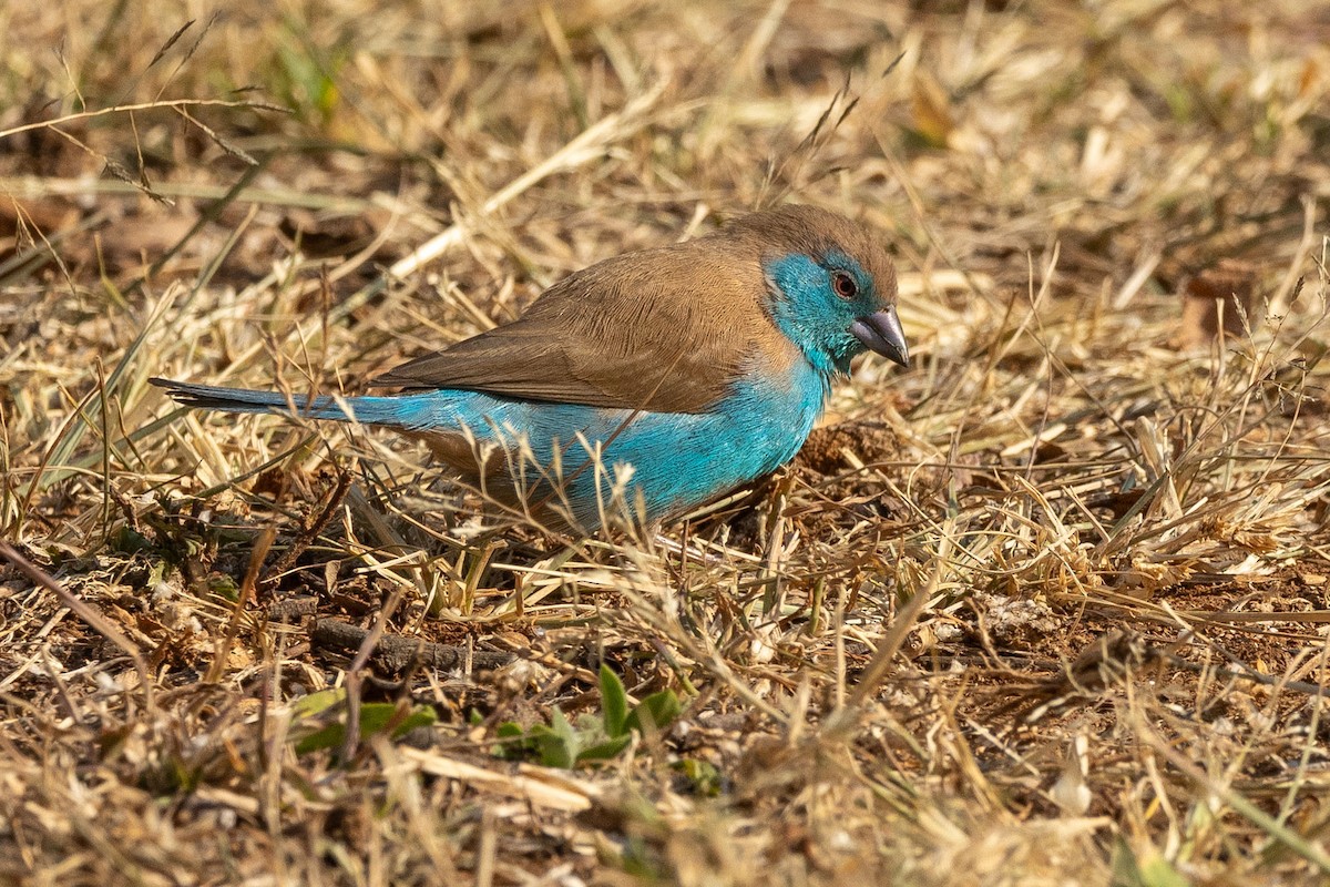 Southern Cordonbleu - ML605527481