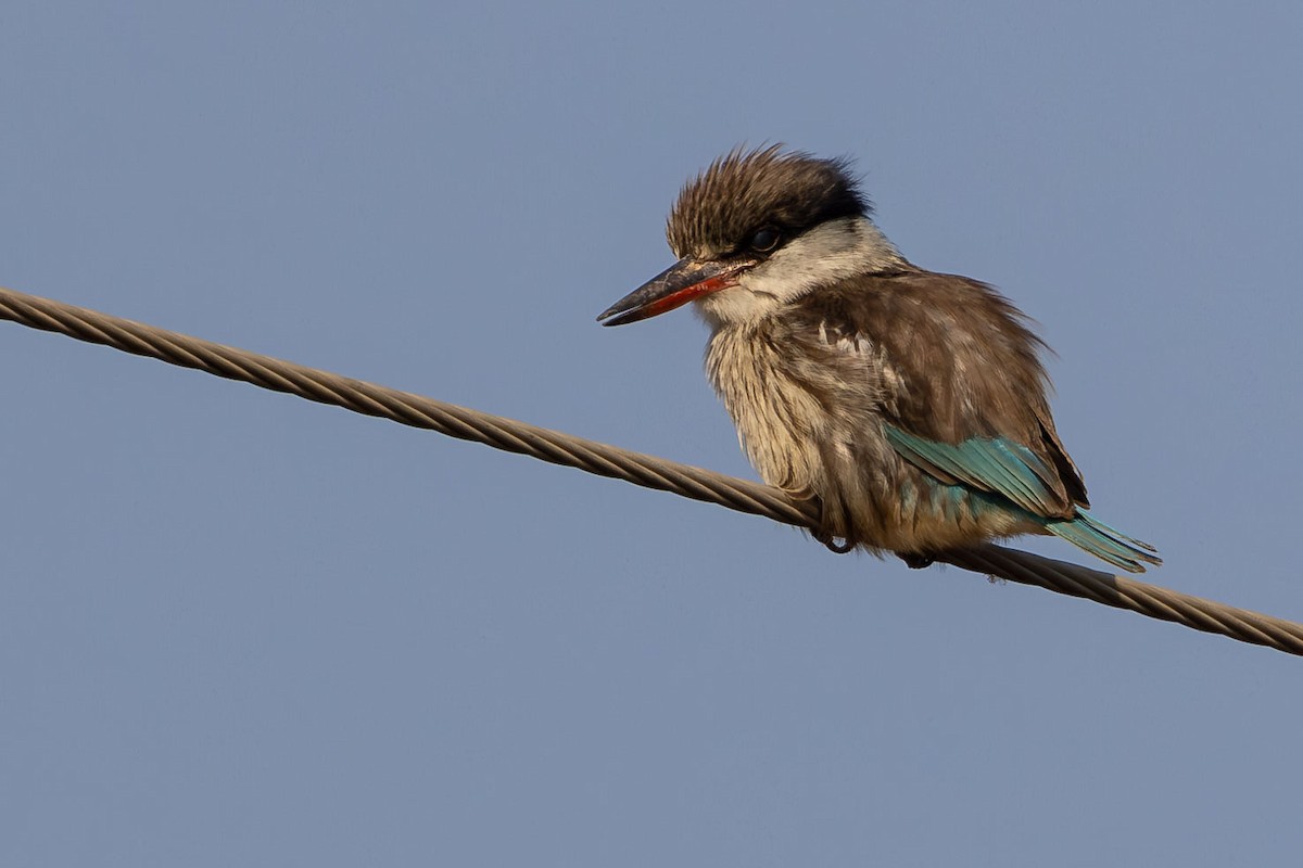 Striped Kingfisher - ML605527491