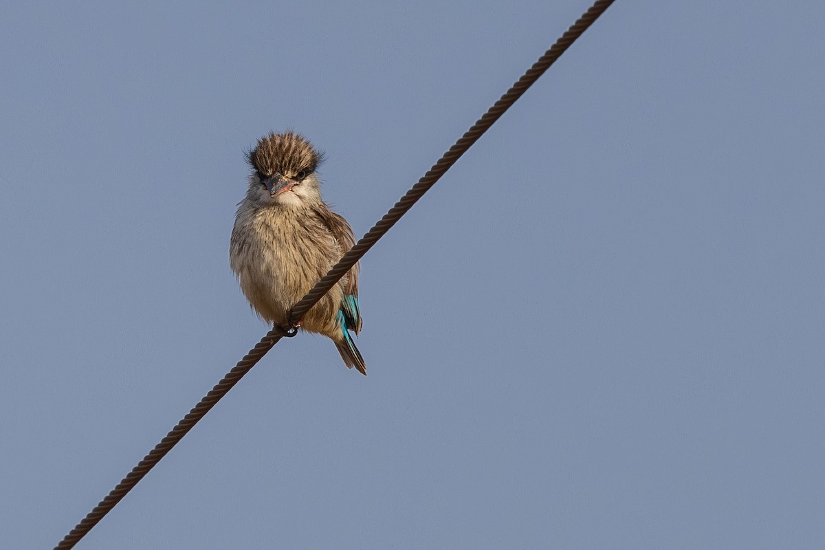 Striped Kingfisher - ML605527501