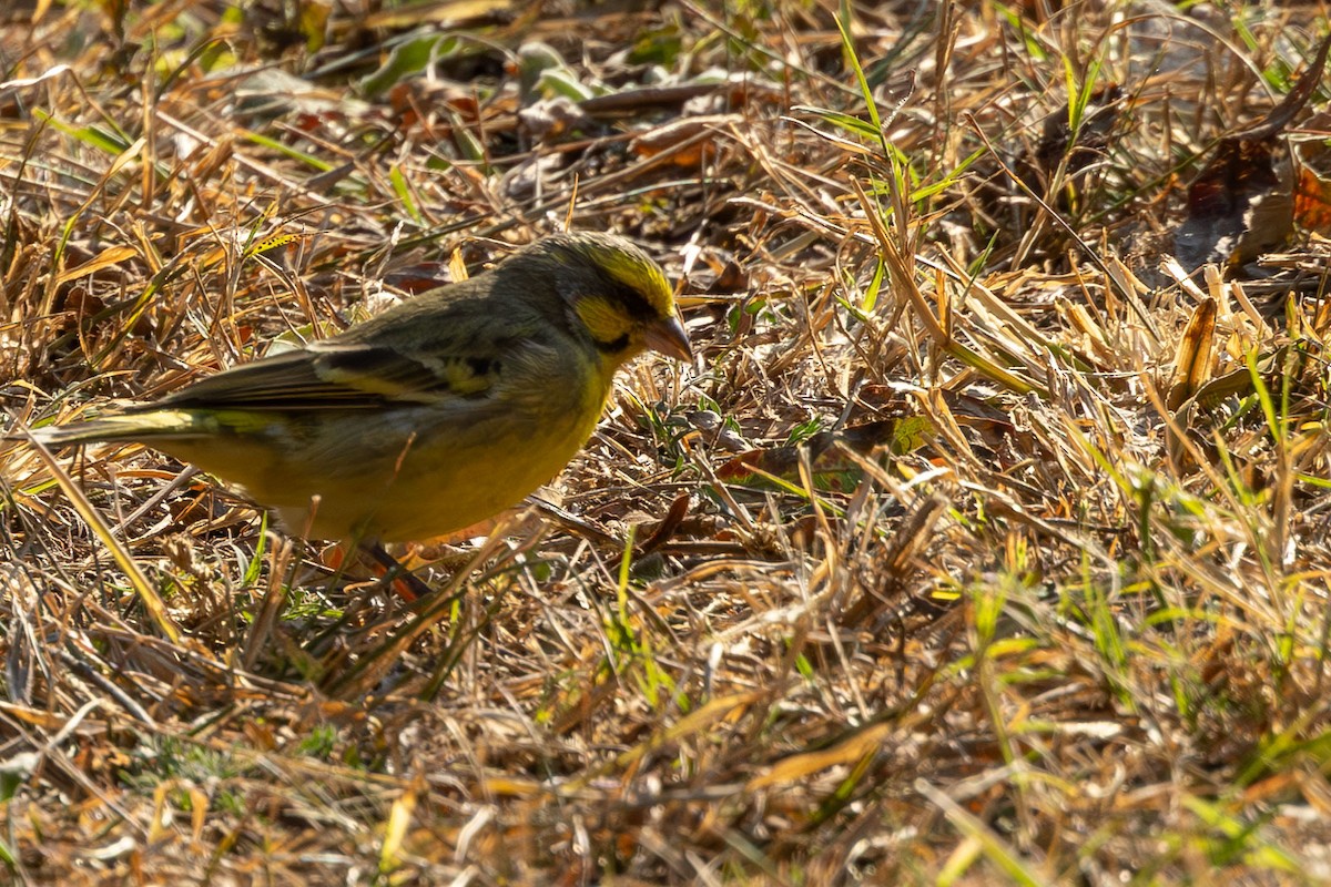 Yellow-fronted Canary - ML605527571