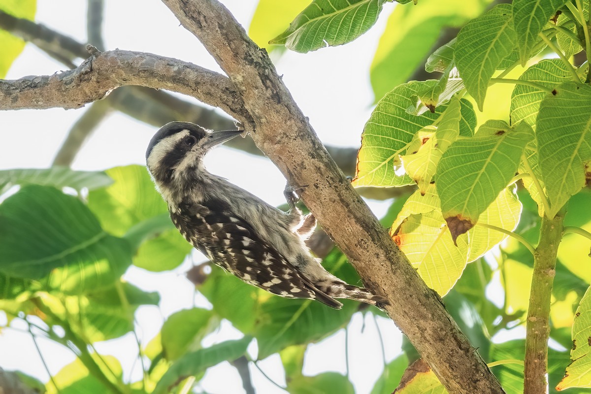 Sunda Pygmy Woodpecker - ML605527601