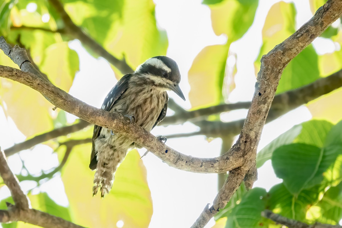 Sunda Pygmy Woodpecker - ML605527611