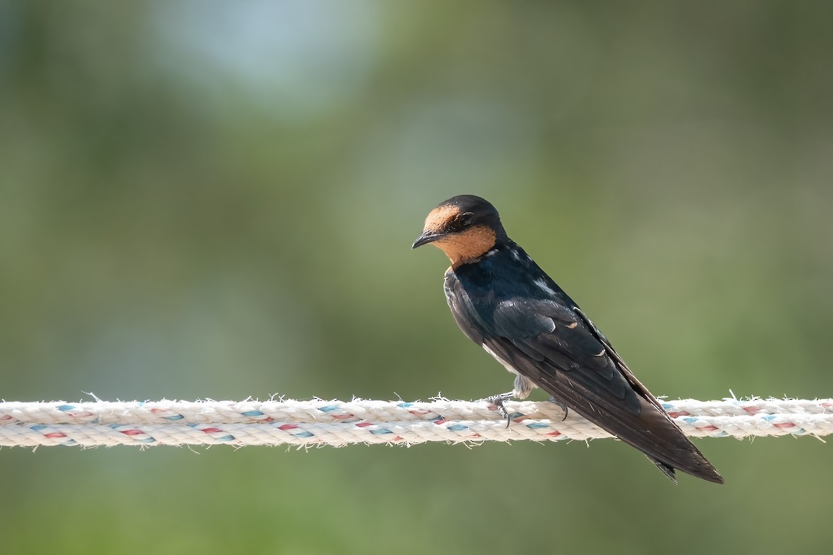Pacific Swallow - ML605527621