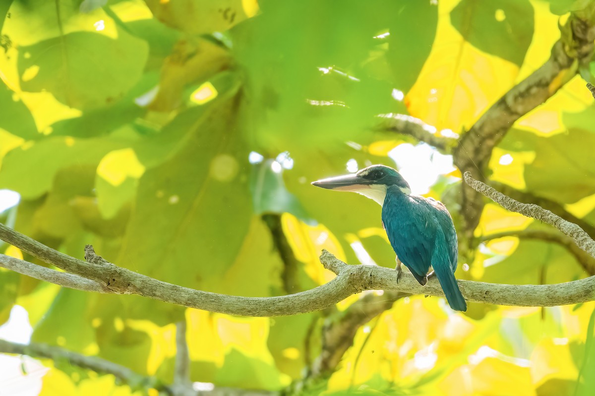 Collared Kingfisher - ML605527631