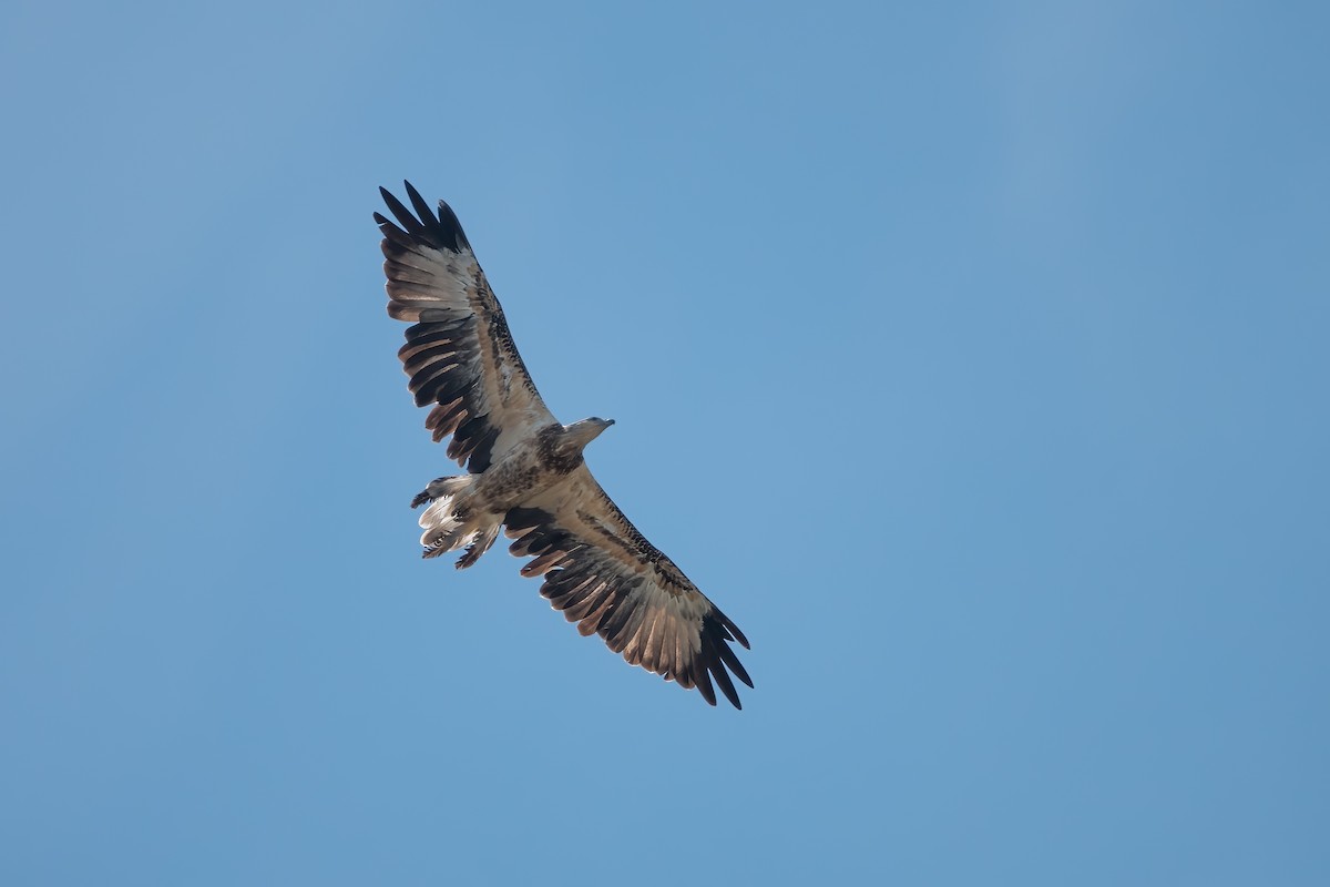 White-bellied Sea-Eagle - ML605527641