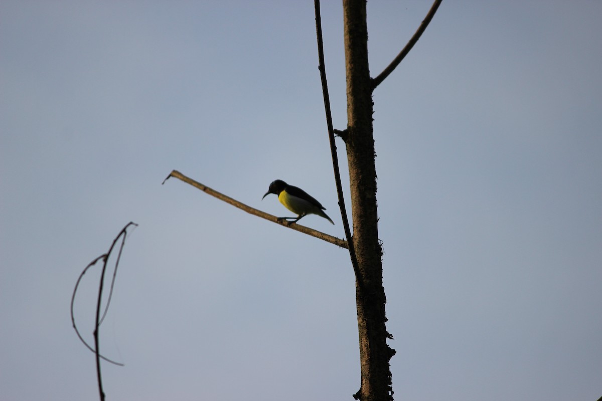 Purple-rumped Sunbird - ML60552831