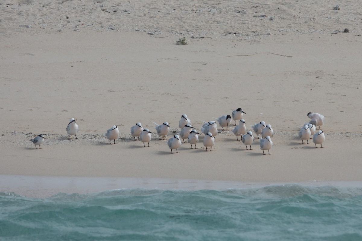 Roseate Tern - ML605528341