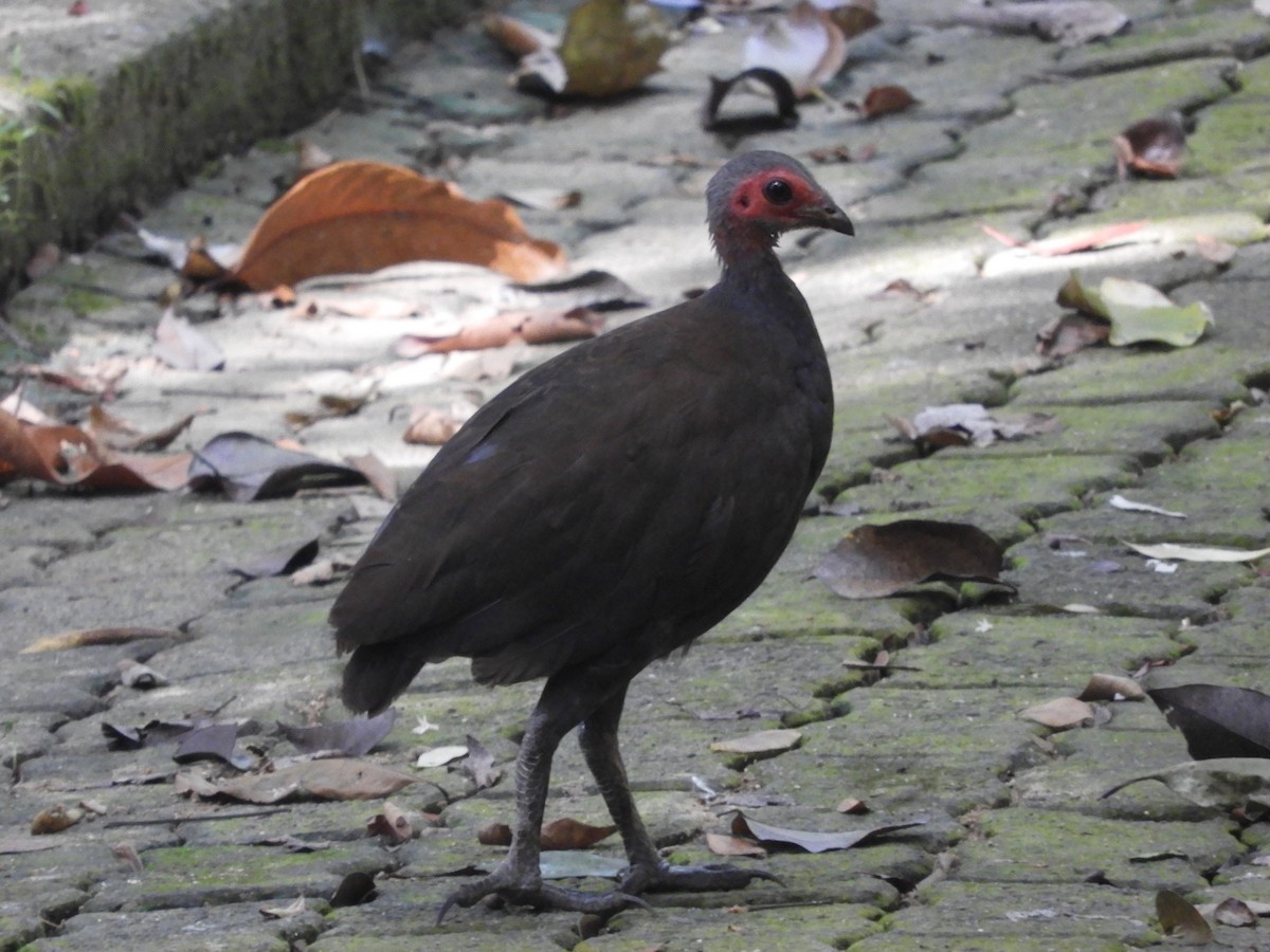 Philippine Megapode - Martí Gonzàlez