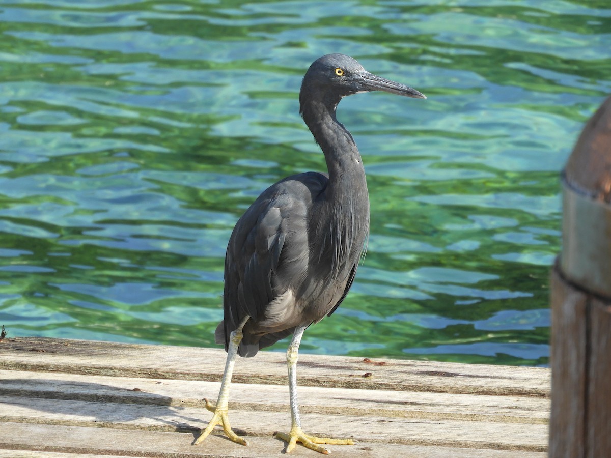 Pacific Reef-Heron - ML605529311