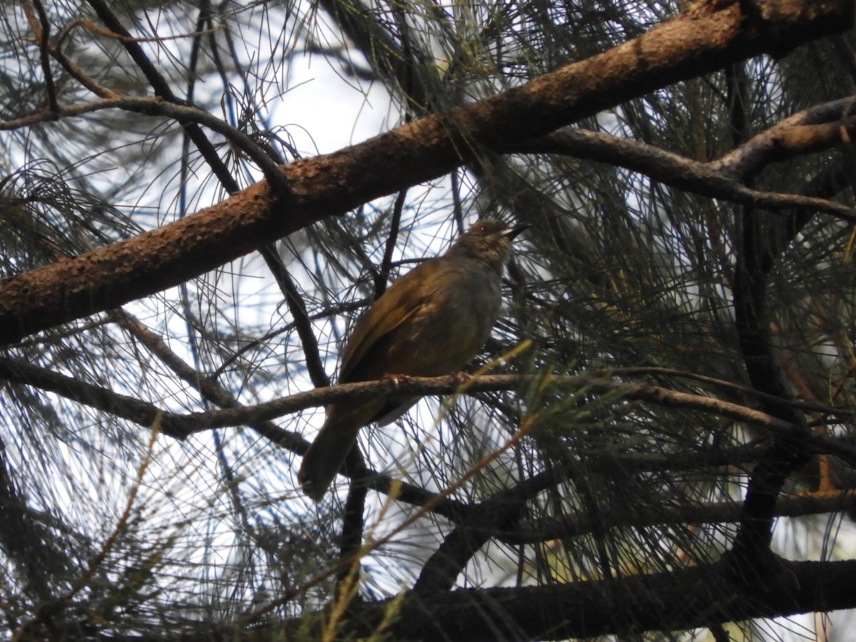 Olive-winged Bulbul - ML605529381