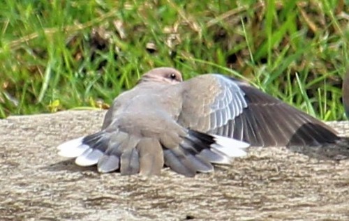 Laughing Dove - ML605529481