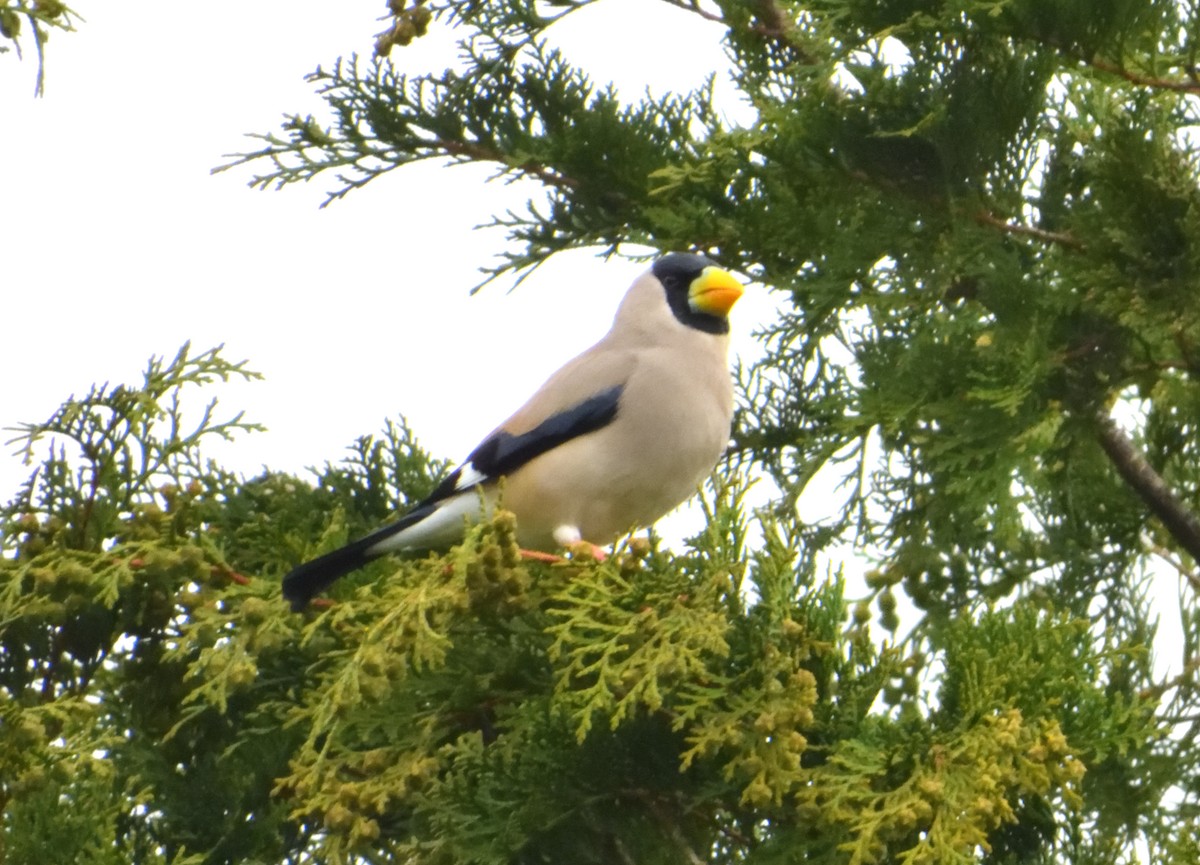 Japanese Grosbeak - ML605529601