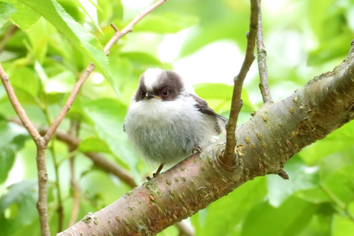 Long-tailed Tit - ML605529781