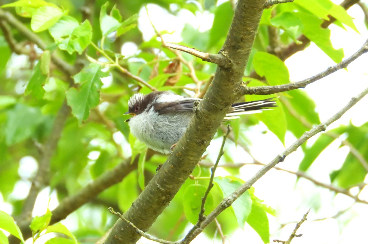 Long-tailed Tit - ML605529791
