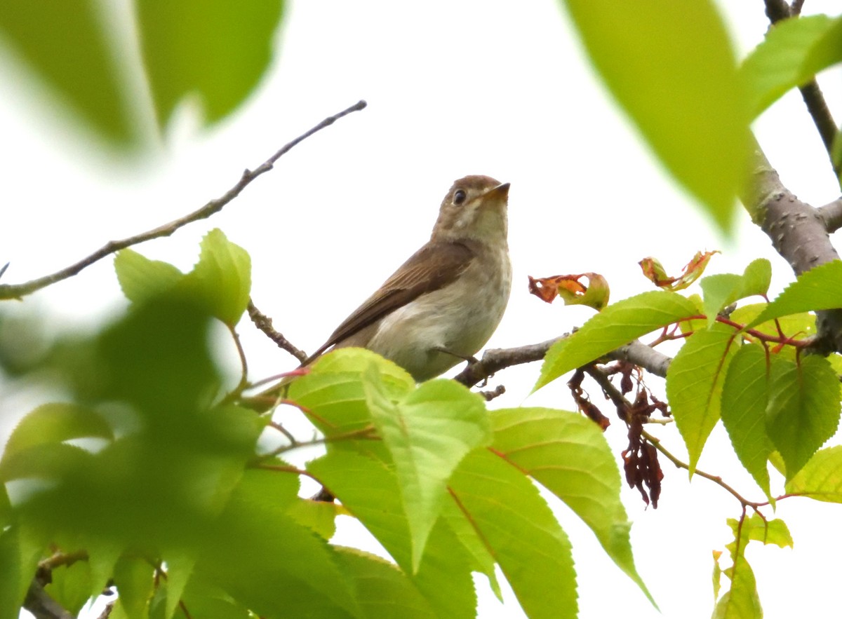 Asian Brown Flycatcher - ML605529871