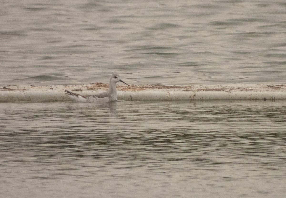 Phalarope de Wilson - ML605530401