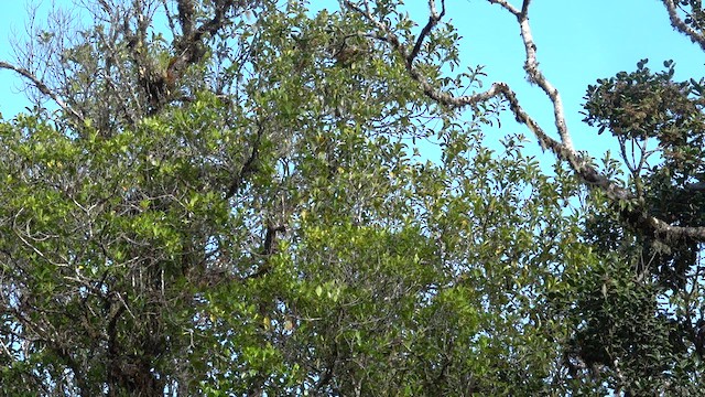 Black Sicklebill - ML605530421