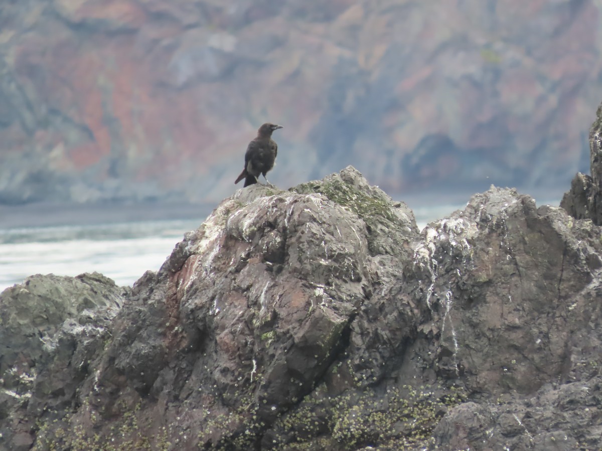 American Crow - ML605530481