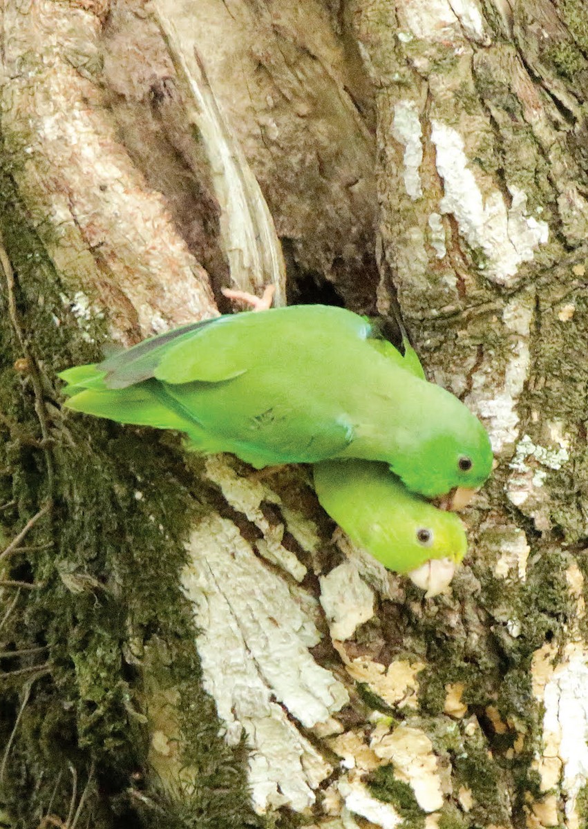 Зелёный воробьиный попугайчик - ML605530821